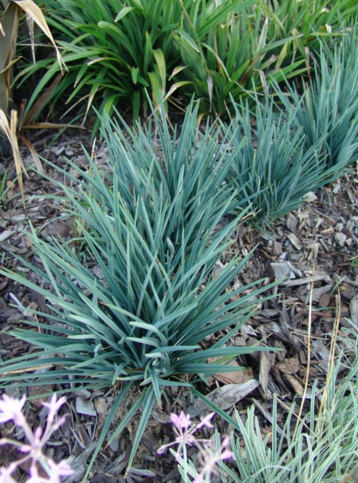 Plant photo of: Dianella revoluta 'Baby Bliss'