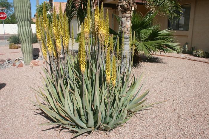 Plant photo of: Aloe vera