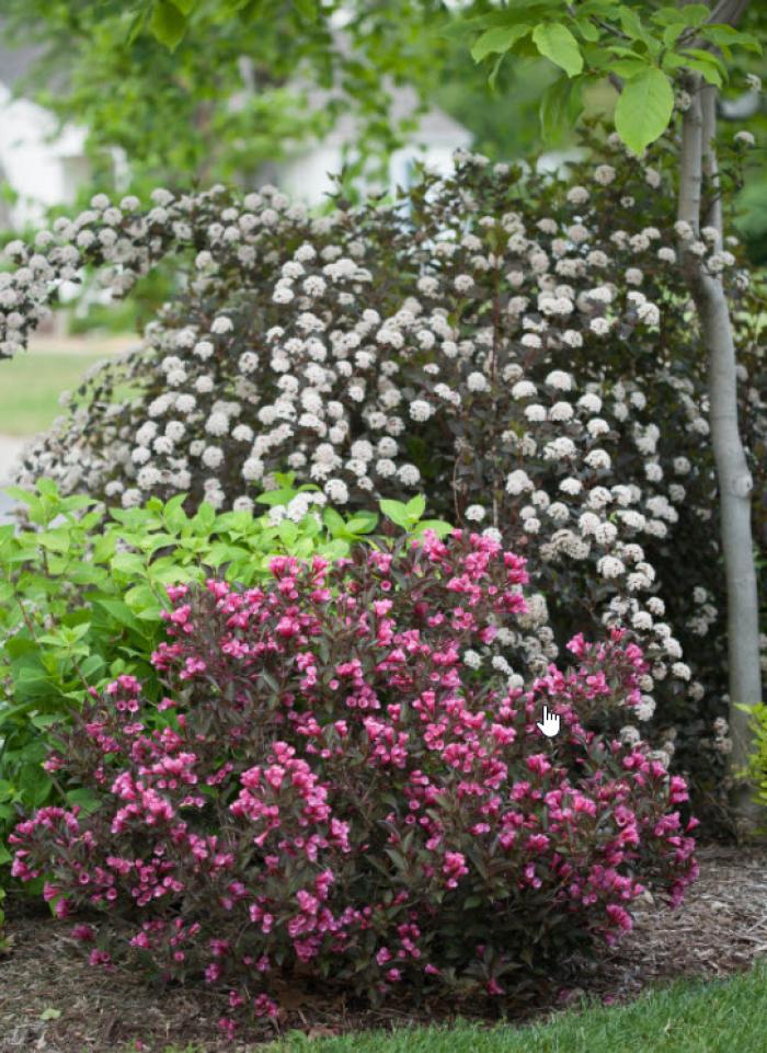 Plant photo of: Weigela florida 'Wine and Roses'