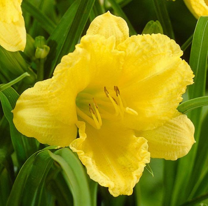 Plant photo of: Hemerocallis 'Stella de Oro'