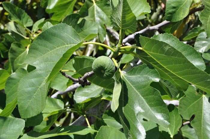 Plant photo of: Ficus carica 'Black Mission'