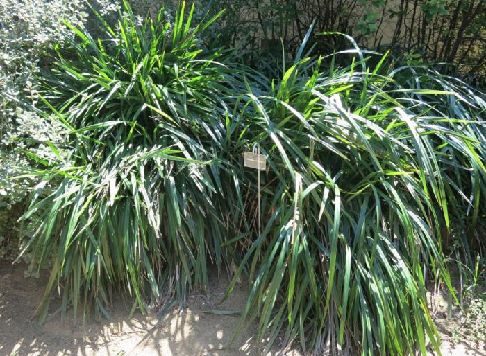 Plant photo of: Dianella tasmanica