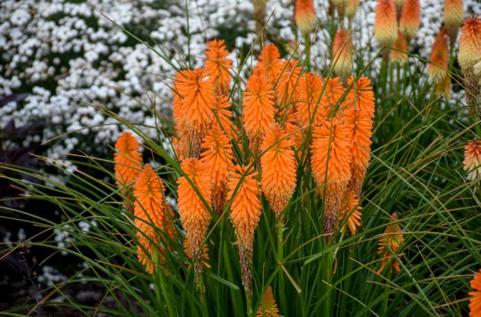 Plant photo of: Kniphofia hybrid 'Orange Blaze'