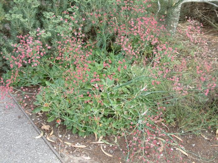 Plant photo of: Eriogonum grande v. rubescens