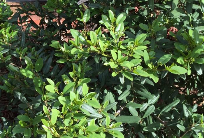 Plant photo of: Rhamnus cal. 'Mound San Bruno'