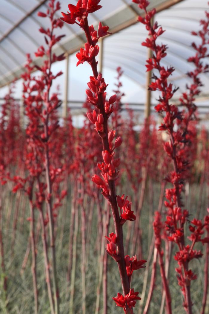 Plant photo of: Hesperaloe p. â€˜Perpaâ€™ BrakelightÂ®