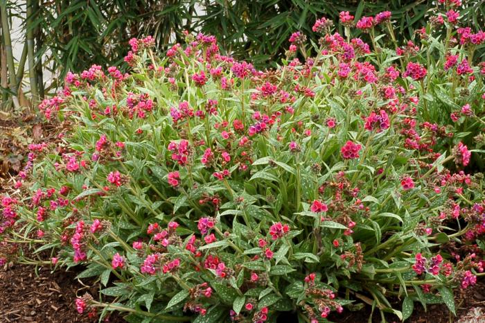 Plant photo of: Pulmonaria 'Raspberry Splash'