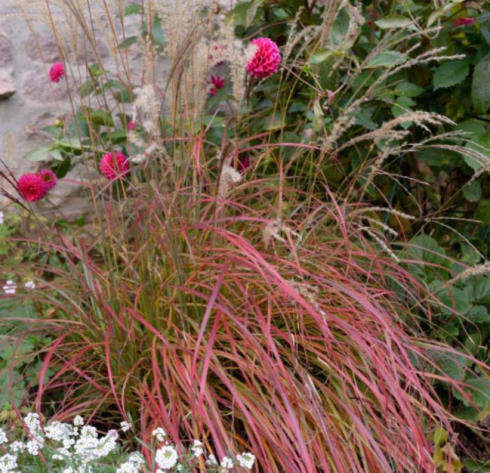 Plant photo of: Miscanthus sinensis 'Little Miss'