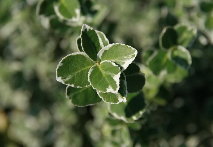 Plant photo of: Euonymus fortunei 'Emerald Gaiety'