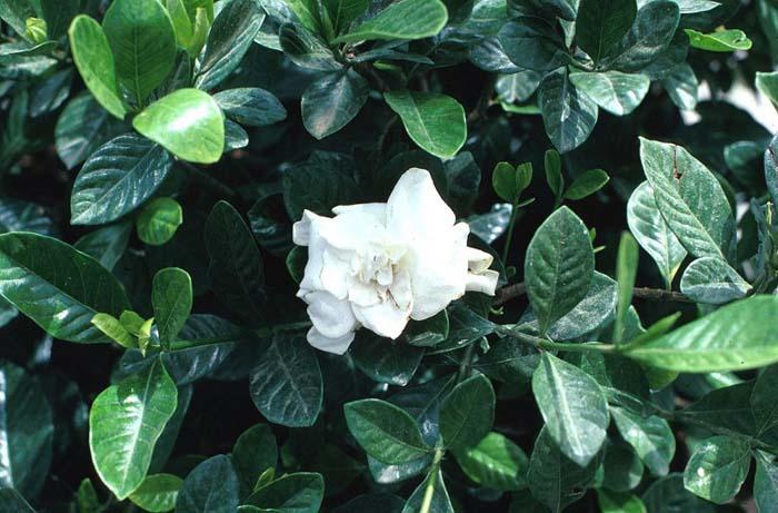 Plant photo of: Gardenia jasminoides