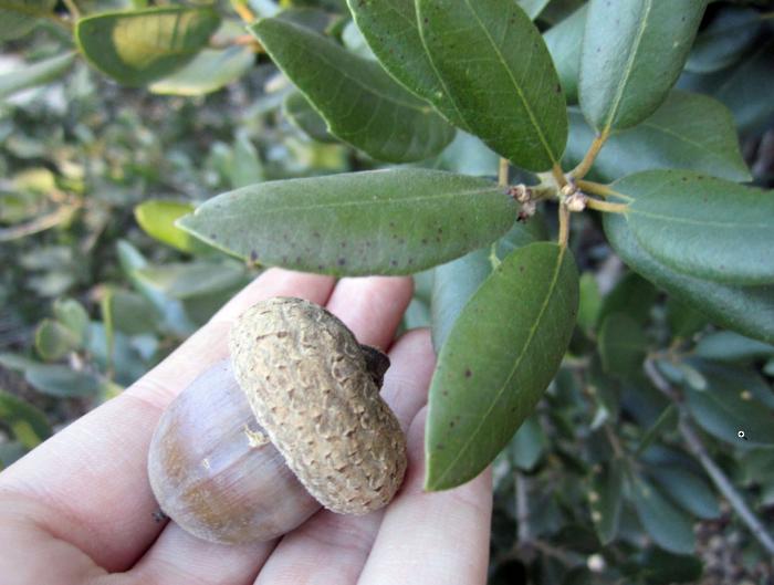 Plant photo of: Quercus tomentella