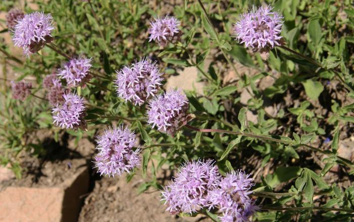 Plant photo of: Monardella odoratissima