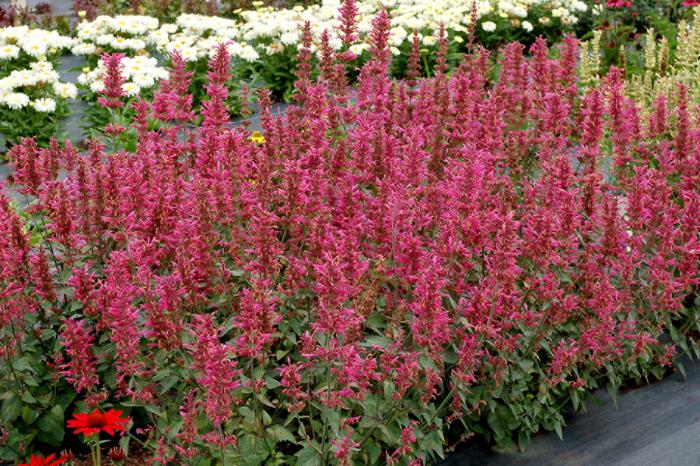 Plant photo of: Agastache 'Morello'