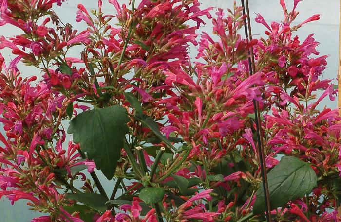 Plant photo of: Agastache 'Morello'