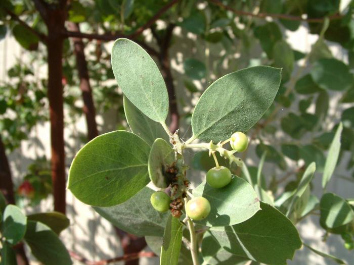 Plant photo of: Arctostaphylos manzanita 'Dr. Hurd'