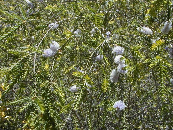 Plant photo of: Melaleuca decussata