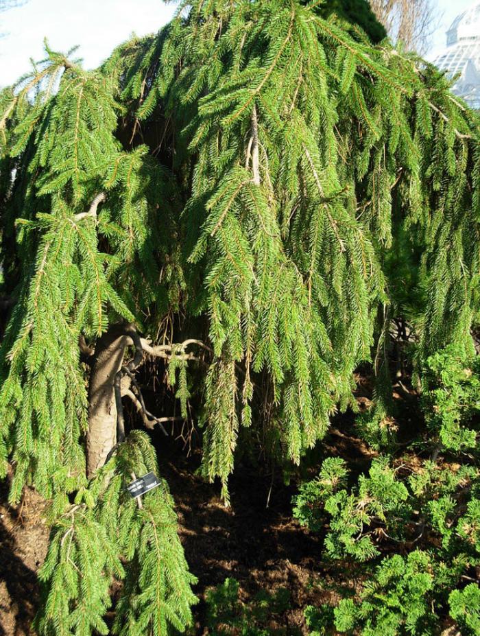 Plant photo of: Picea abies 'Pendula'