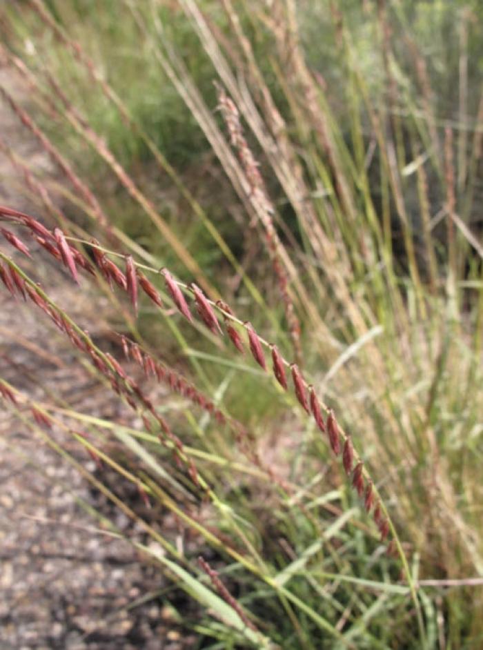 Plant photo of: Bouteloua curtipendula