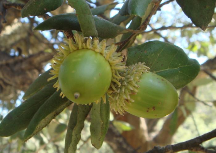 Plant photo of: Quercus suber