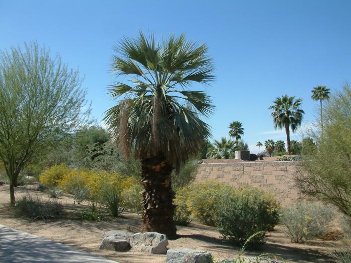 Plant photo of: Washingtonia filifera