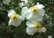 Bush Anemone