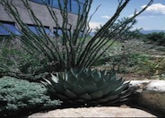 Parrasana Agave