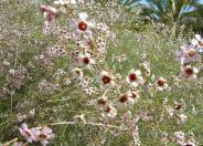 Geraldton Wax Flower