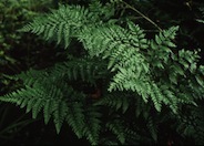 Leather Leaf Fern