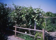 Kiwi, Chinese Gooseberry vine