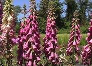 Foxglove