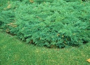 Scandia Juniper