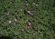 Purple Ice Plant