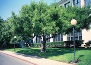 Carob Tree, Algarroba Bean, St. Joh