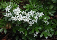 Mexican Orange, Mex. Mock Orange