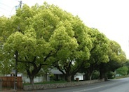 Camphor Tree