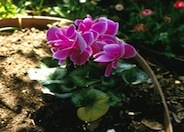 Florists' Cyclamen