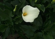 Calla Lilly