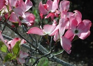 Flowering Dogwood, Eastern Dogwood