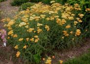 Terra Cotta Yarrow