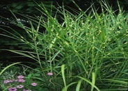 Zebra Grass