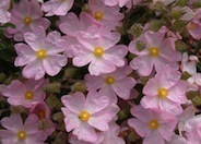 Pink Coral Rockrose