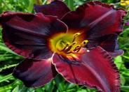 Acapulco Night Hybrid Daylily