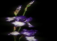 Blue Staccato Bearded Iris