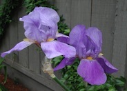 Breakers Bearded Iris