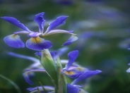 Premier Bearded Iris