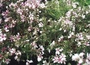 Apple Blossom Moss Phlox