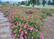 Ground Cover Rose selections