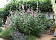 Rosea Tree Mallow