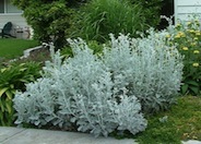 Dusty Miller, Silver Groundsel