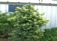 Long-leafed Yellowwood